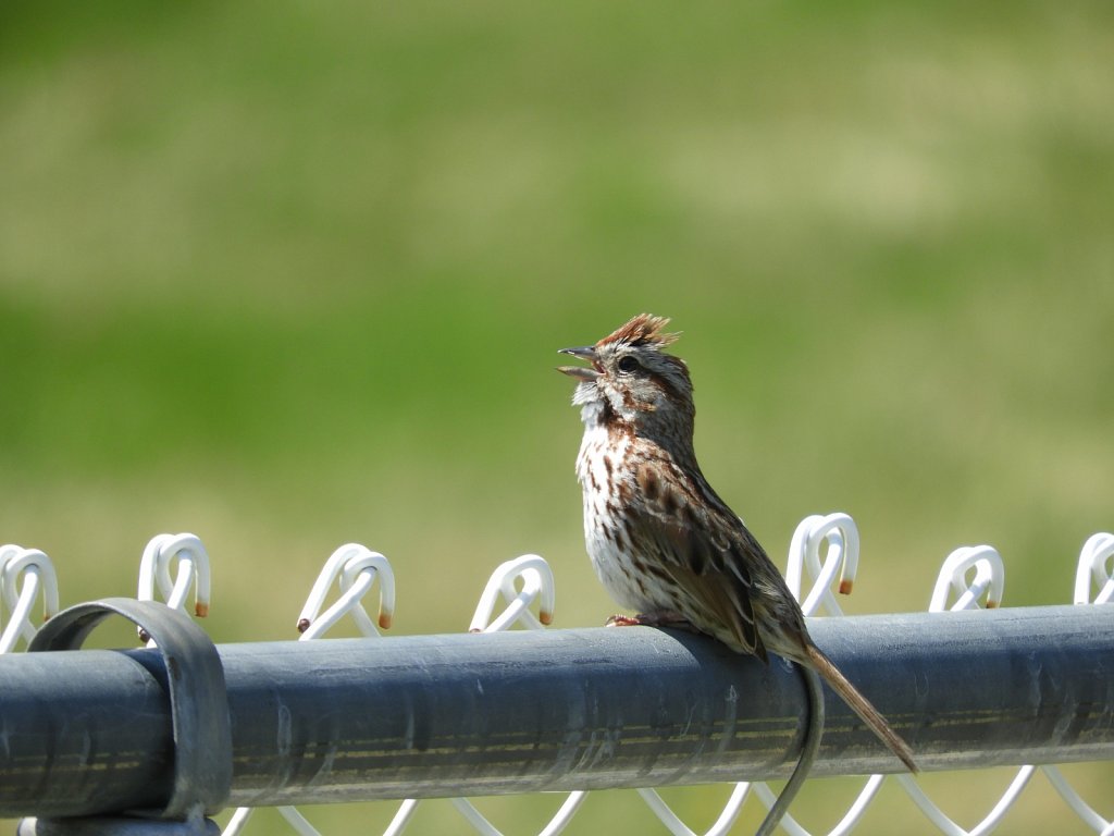 Song Sparrow