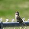 Song Sparrow