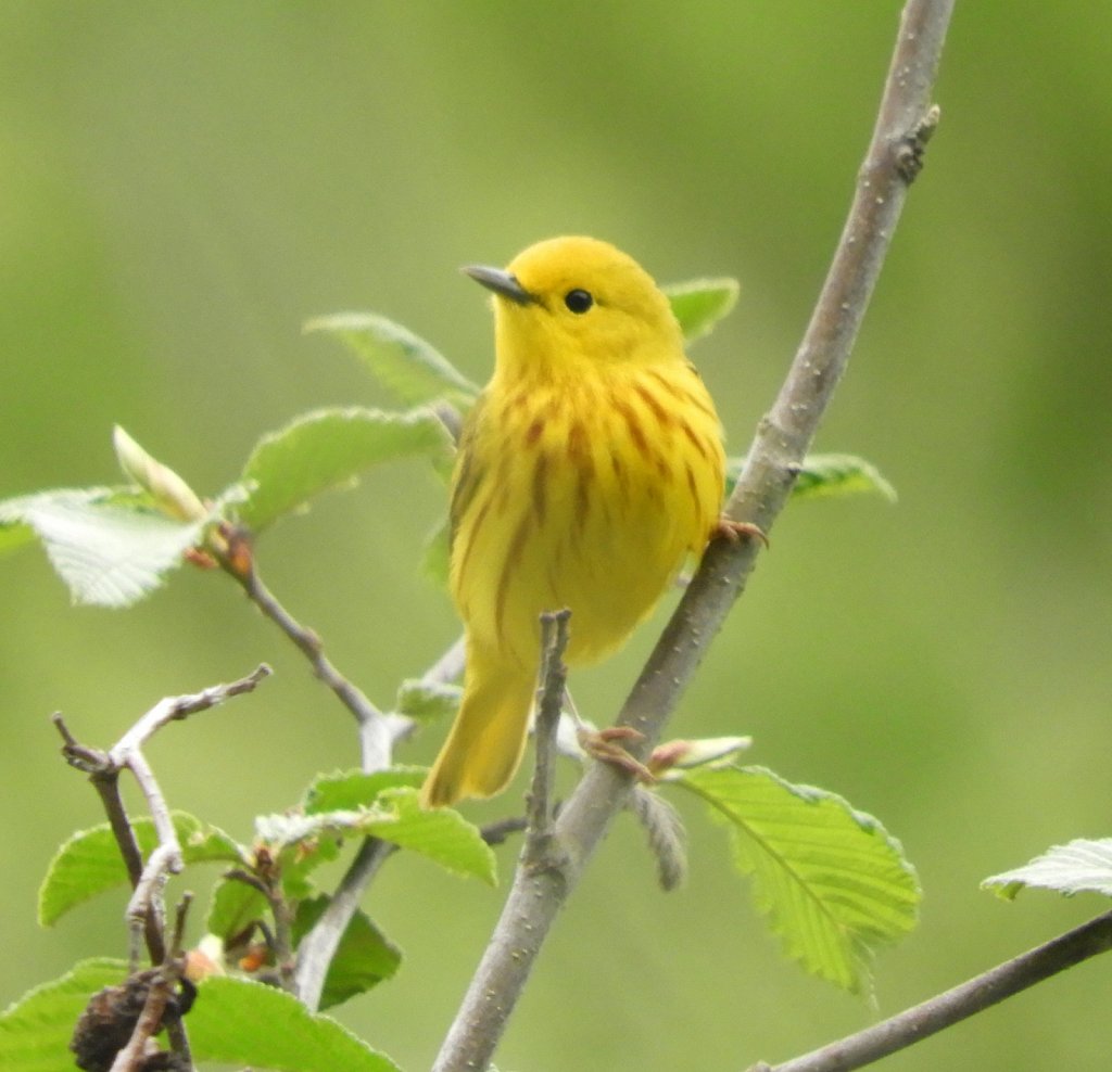 Yellow Warbler