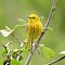 Yellow Warbler