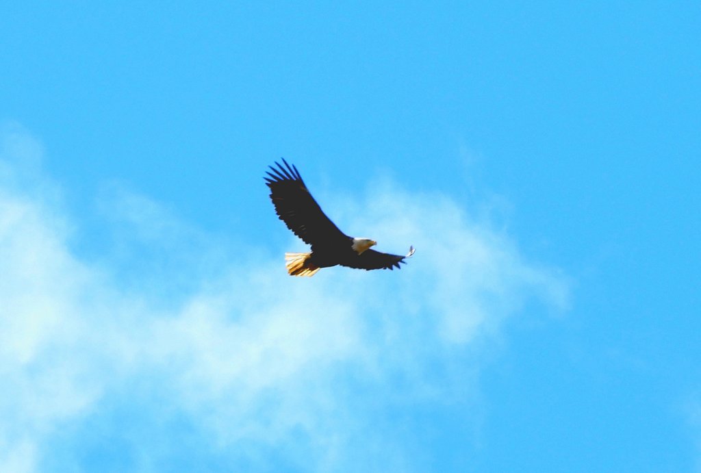 Bald Eagle