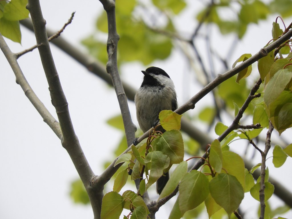 Black Capped Chickadee