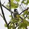 Black Capped Chickadee