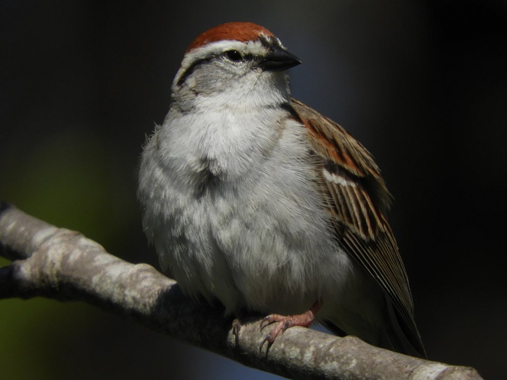 The Chipping Sparrow