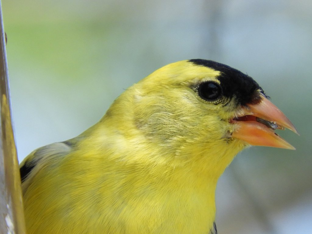 Male Golden Finch