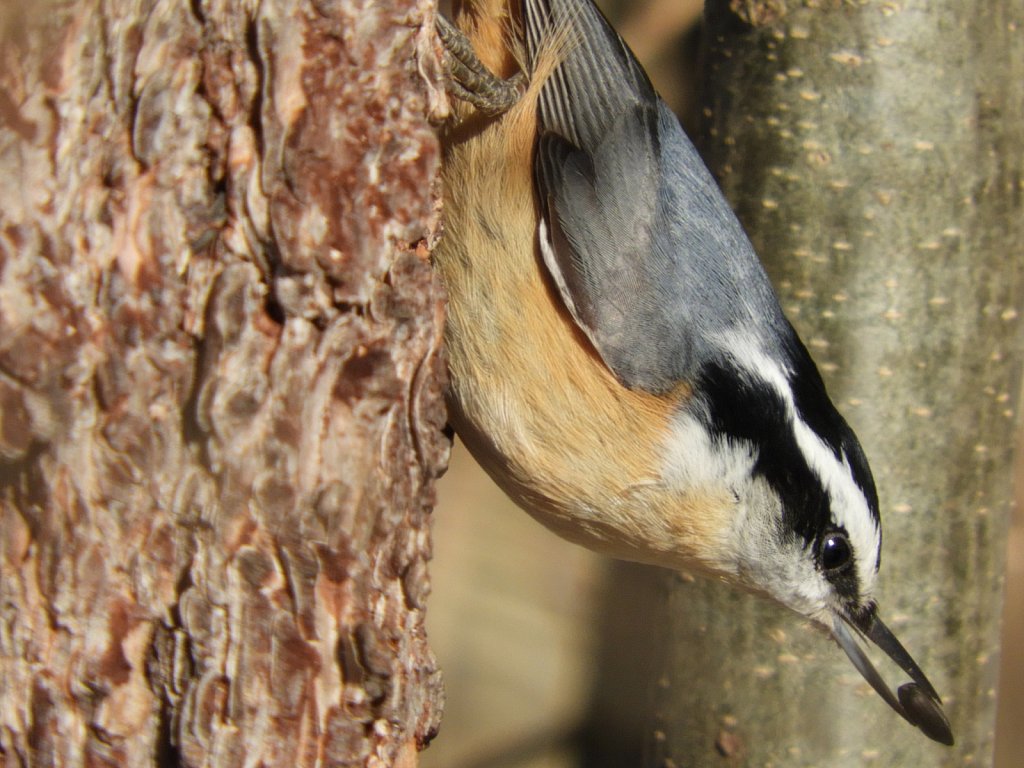 A Red Breasted Nuthatch