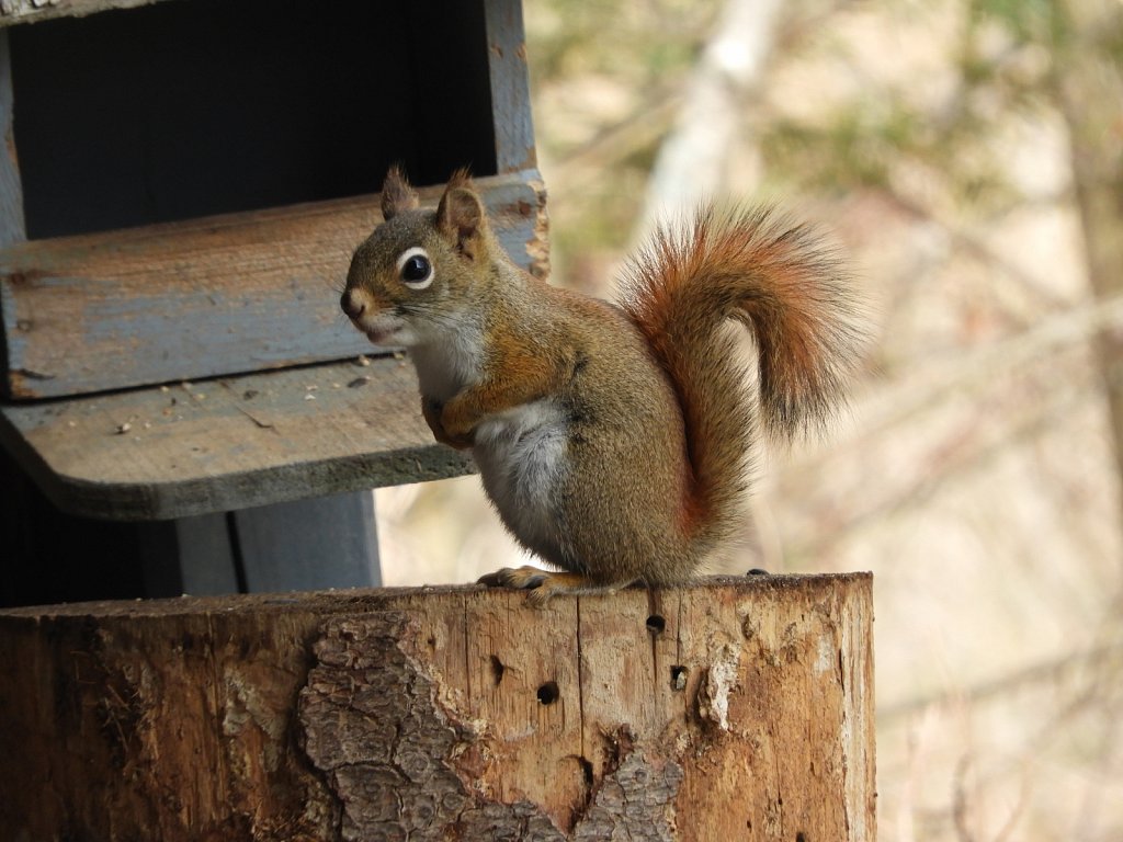 A Young Red Squirrel