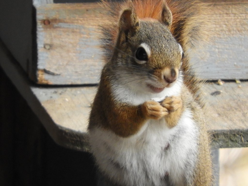 Red Squirrel