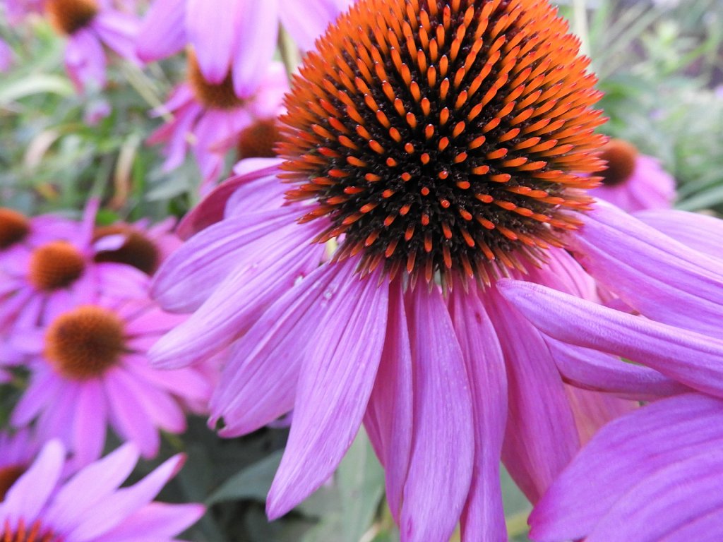 Purple Cone Flower