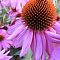 Purple Cone Flower