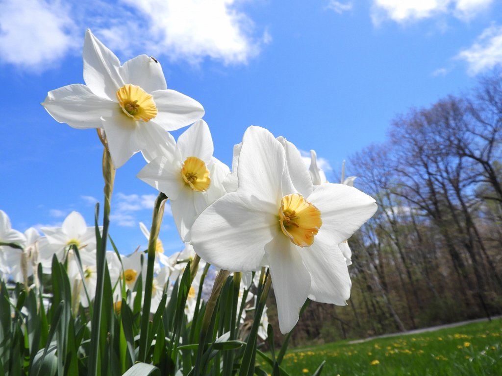 Summer Daffodils
