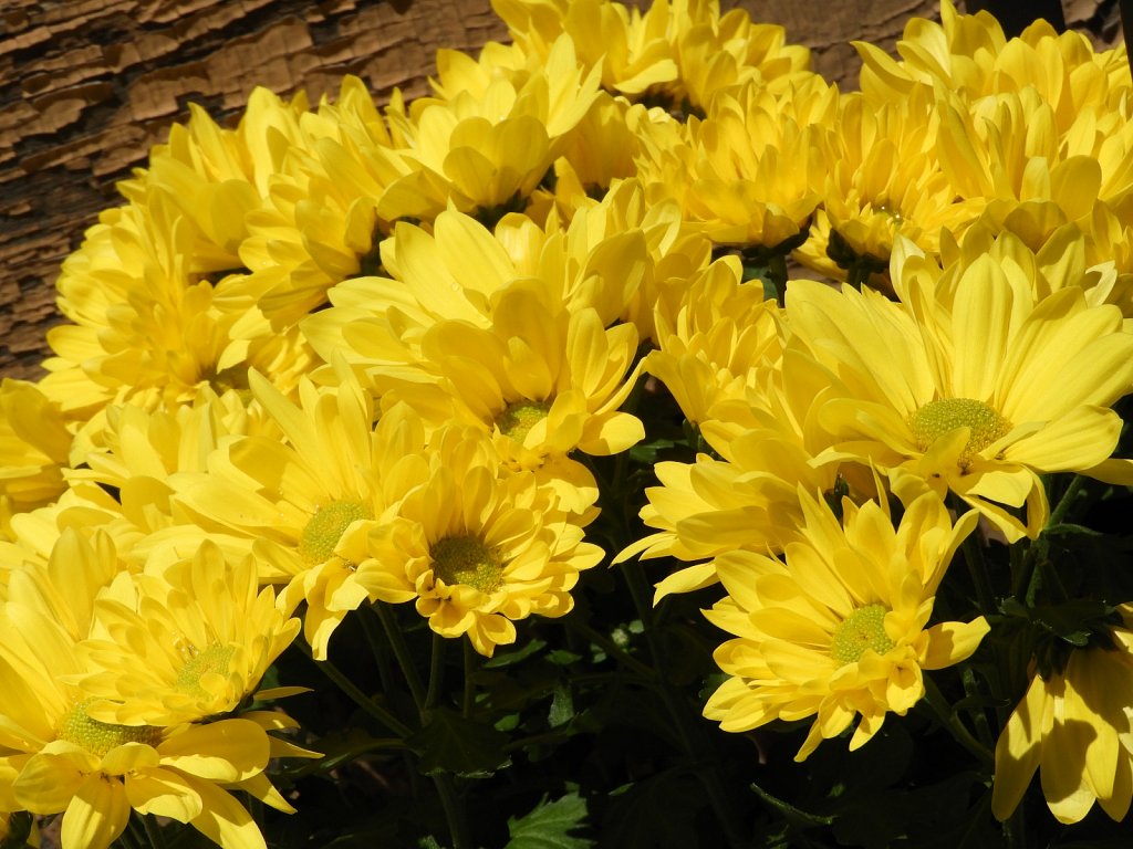 Yellow Mums