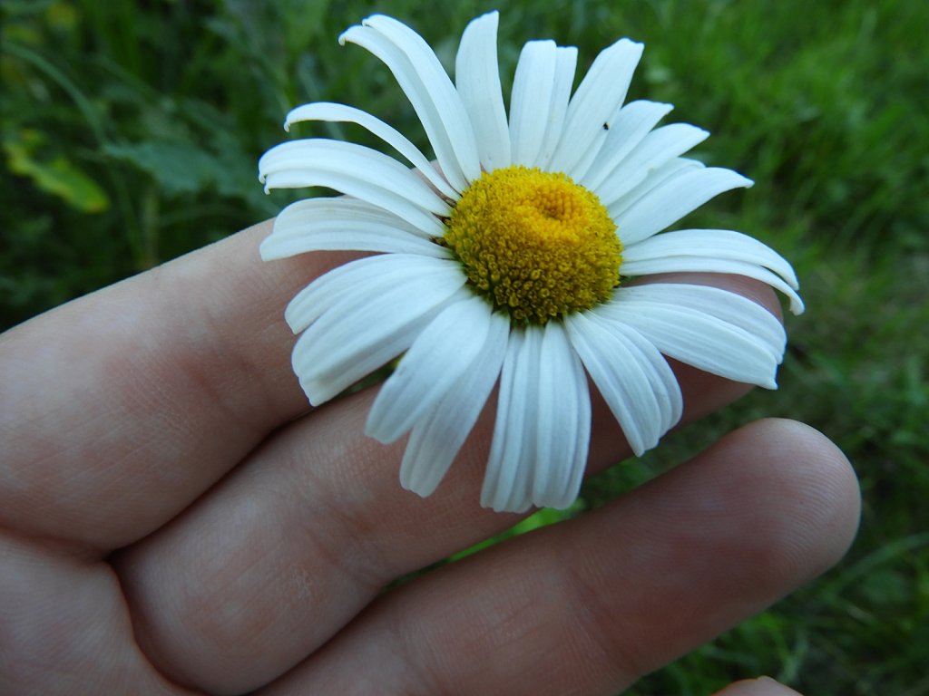 A Daisy