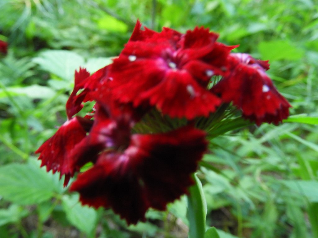 Sweet William Flower