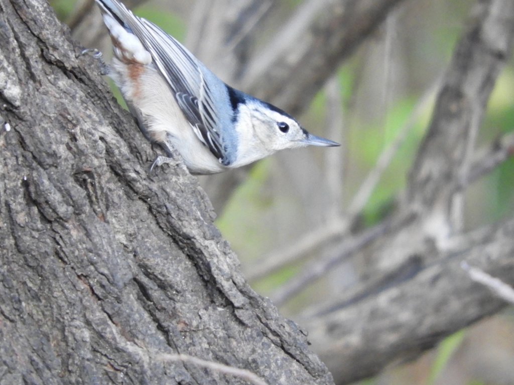 White Breasted Nuthatch