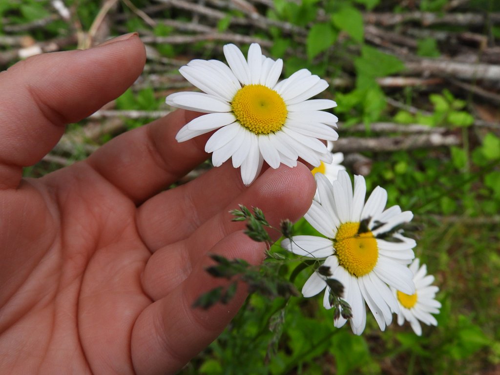 Daisies