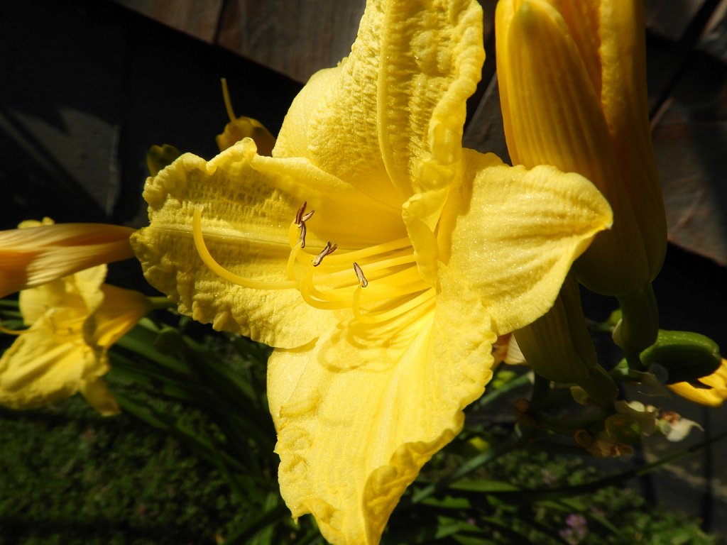 Yellow Lilly 