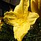 Yellow Lilly 