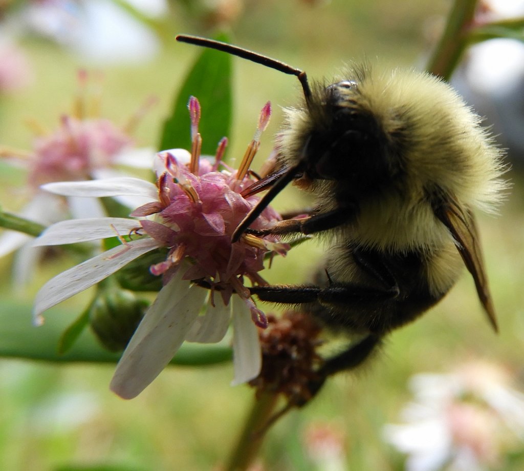 Bumblebee #2