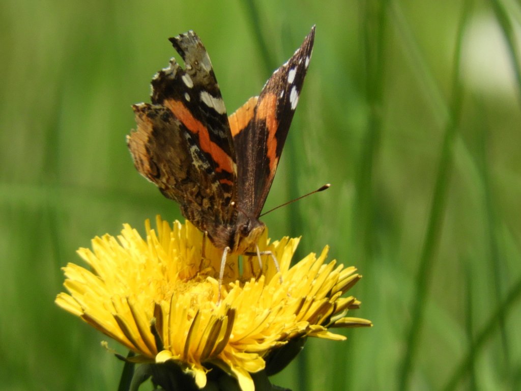 American Lady Butterfly