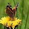 American Lady Butterfly