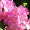 Pink Rhododendron 