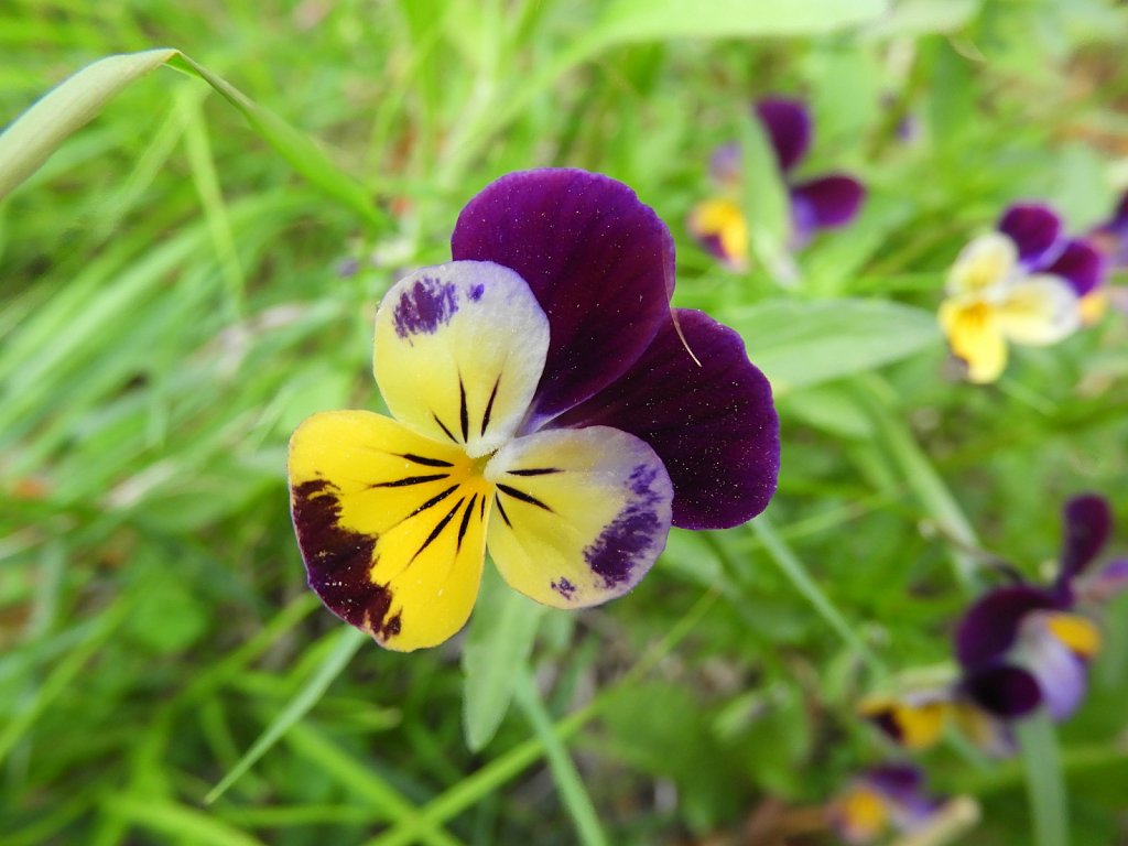 Pansy