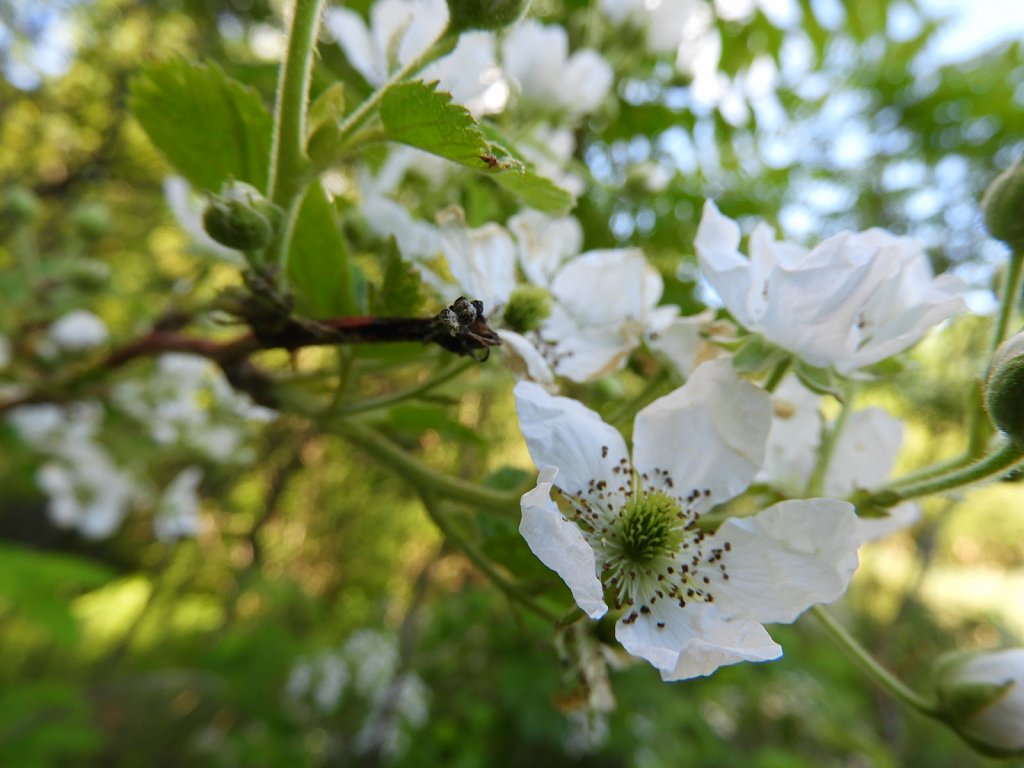 Blackberry Blossom